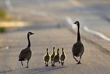 【干貨滿滿】為什么要買學(xué)區(qū)房，看完你就懂了